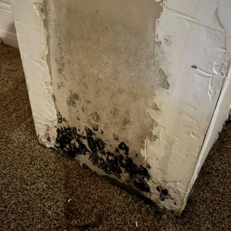 Professional Mold Removal in Cranford, NJ